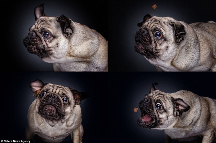 PUG TRATANDO DE TOMAR UN BOCADILLO FELIZ Y DESESPERADO POR SU RECOMPENSA