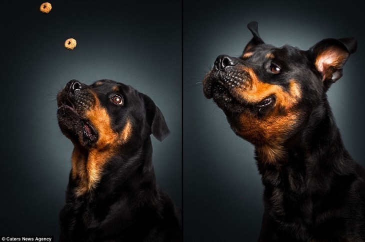 PERRO ROTWEILLER PARA TRAGAR UN BOCADILLO Y CUANDO YA LO CAPTURO