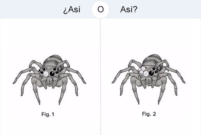 cómo se vería una araña con un lente único