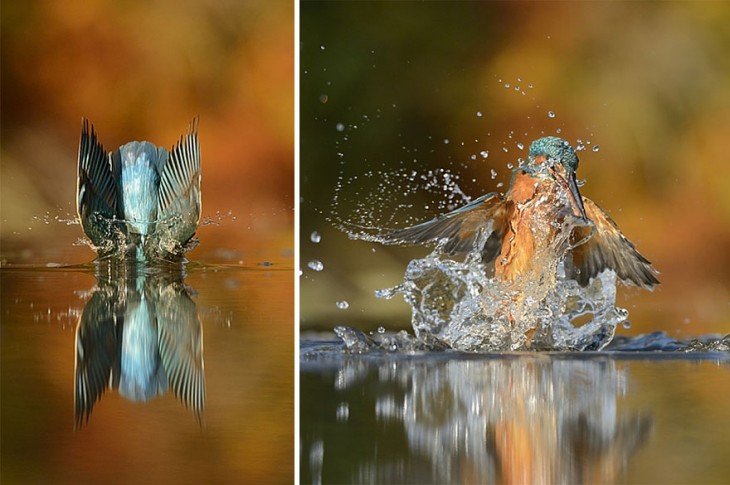 dos fotografías de un pájaro martín pescador dentro del agua partida por la mitad 