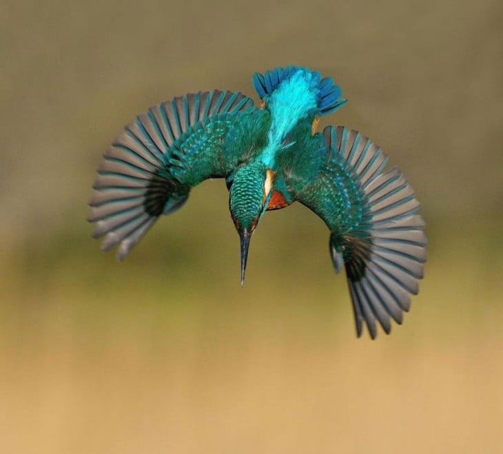 Pájaro Martín Pescador volando con las alas abiertas 