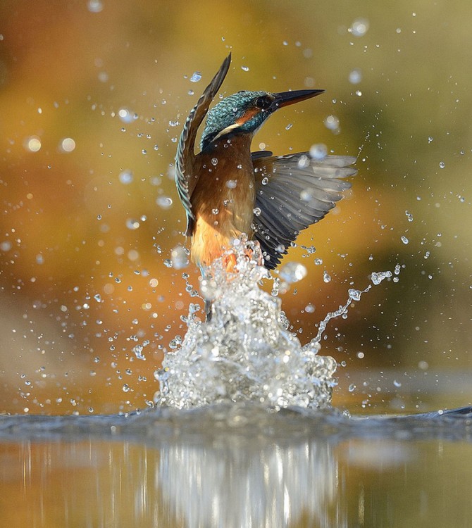 martín pescador salpicando agua 