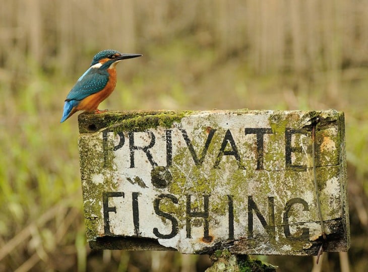 Pájaro Martín Pescador parado sobre un letrero que dice "Private Fishing"