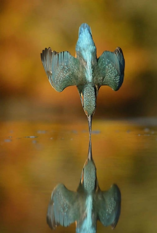 fotografía de un martín pescador tocando perfectamente el agua 