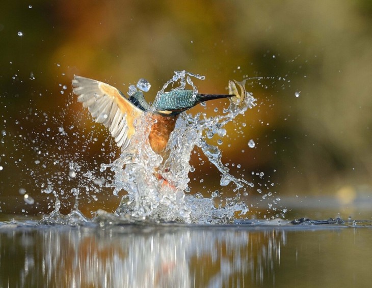 pájaro martín pescador con un pez en su pico 