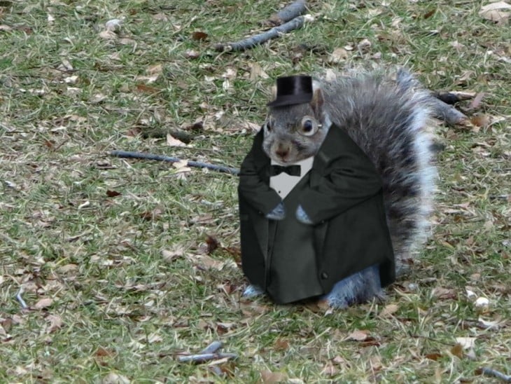 ardilla gorda disfrazada de un pinguino