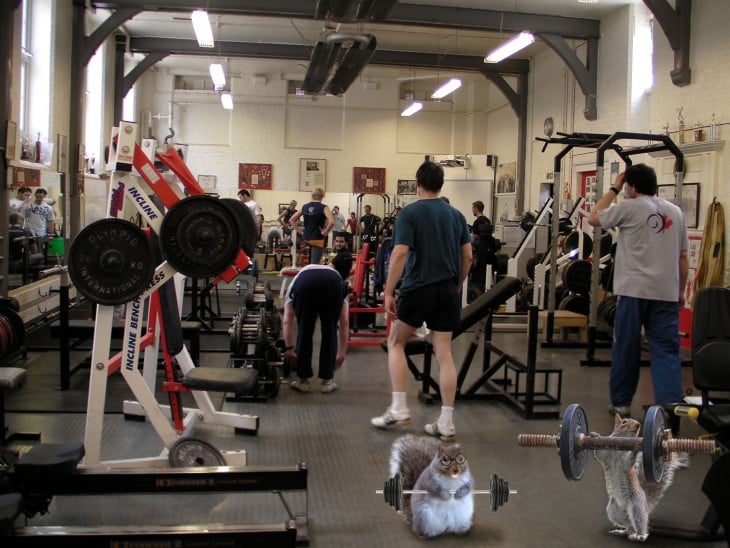 ardilla gorda de reddit haciendo ejercicio en el gimnasio