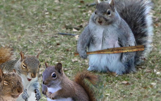 ardilla gorda buscando venganza porque se están burlando de ella