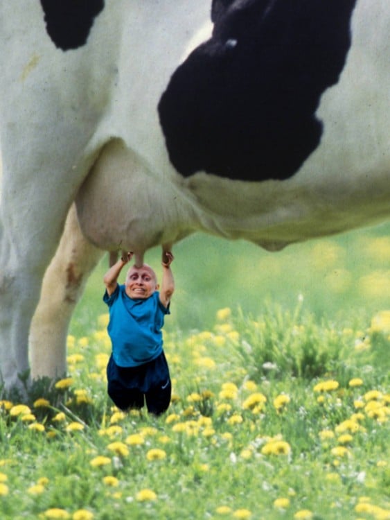 VERNIE TOMANDO LECHE DIRECTAMENTE DE LA VACA