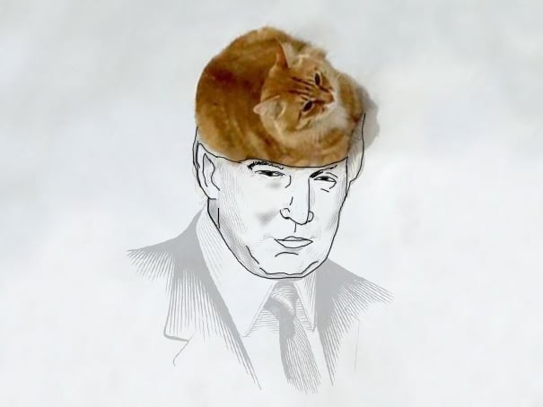 Gato que simula ser el cabello de un dibujo de Donald Trump 