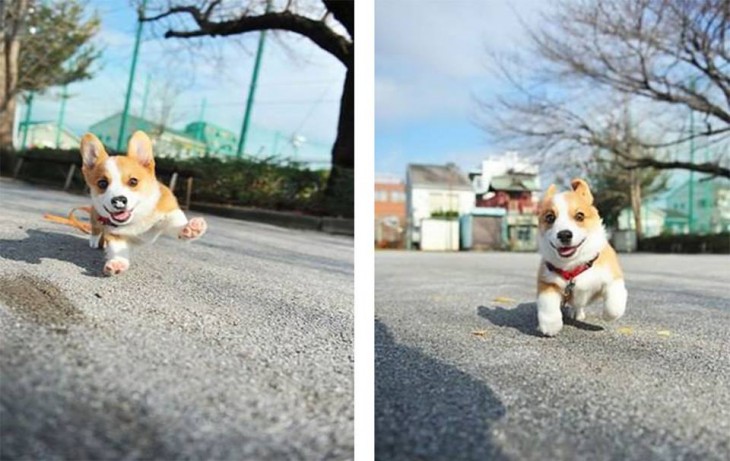 fotografías de un pequeño corgi corriendo por una calle 