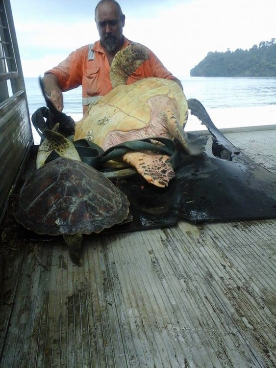 TORGUGAS MARINASSON RESCATADAS POR UNASPERSONAS DE LOS MERCADOS EN PAPUA PARA EVITAR QUE SEAN COMIDAS