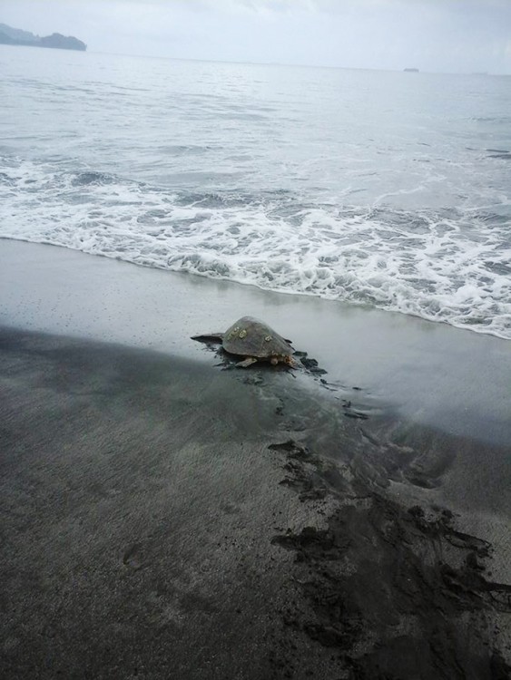 SOLO ESPERAMOS QUE LAS TORTUGAS NO VUELVAN A SER CAZADAS POR GRANDESDEPREDADORES DEL OCEANO