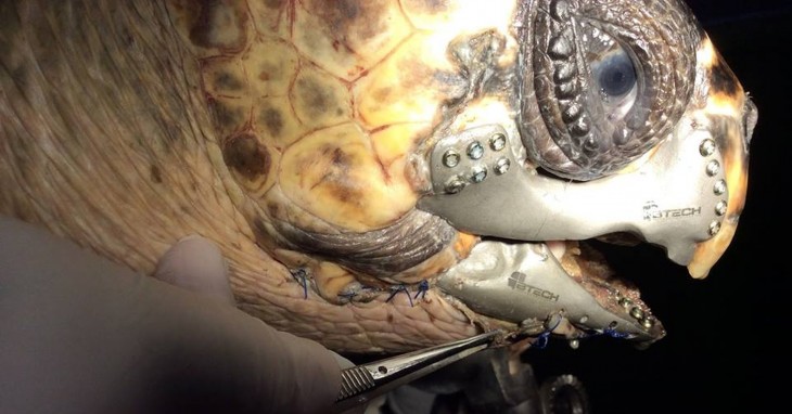 cabeza de una tortuga mostrando su prótesis de mandíbula 