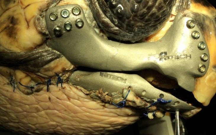 prótesis de mandíbula de metal para una tortuga especie boba en Turquía