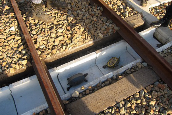 Túnel para tortugas bajo los rieles del ferrocarril en Japón 