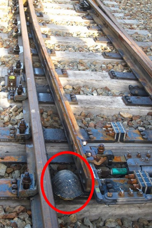 tortuga atorada entre las vías de un tren en Japón 