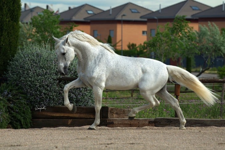 CABALLO PURA SANGRE ANDALUZ