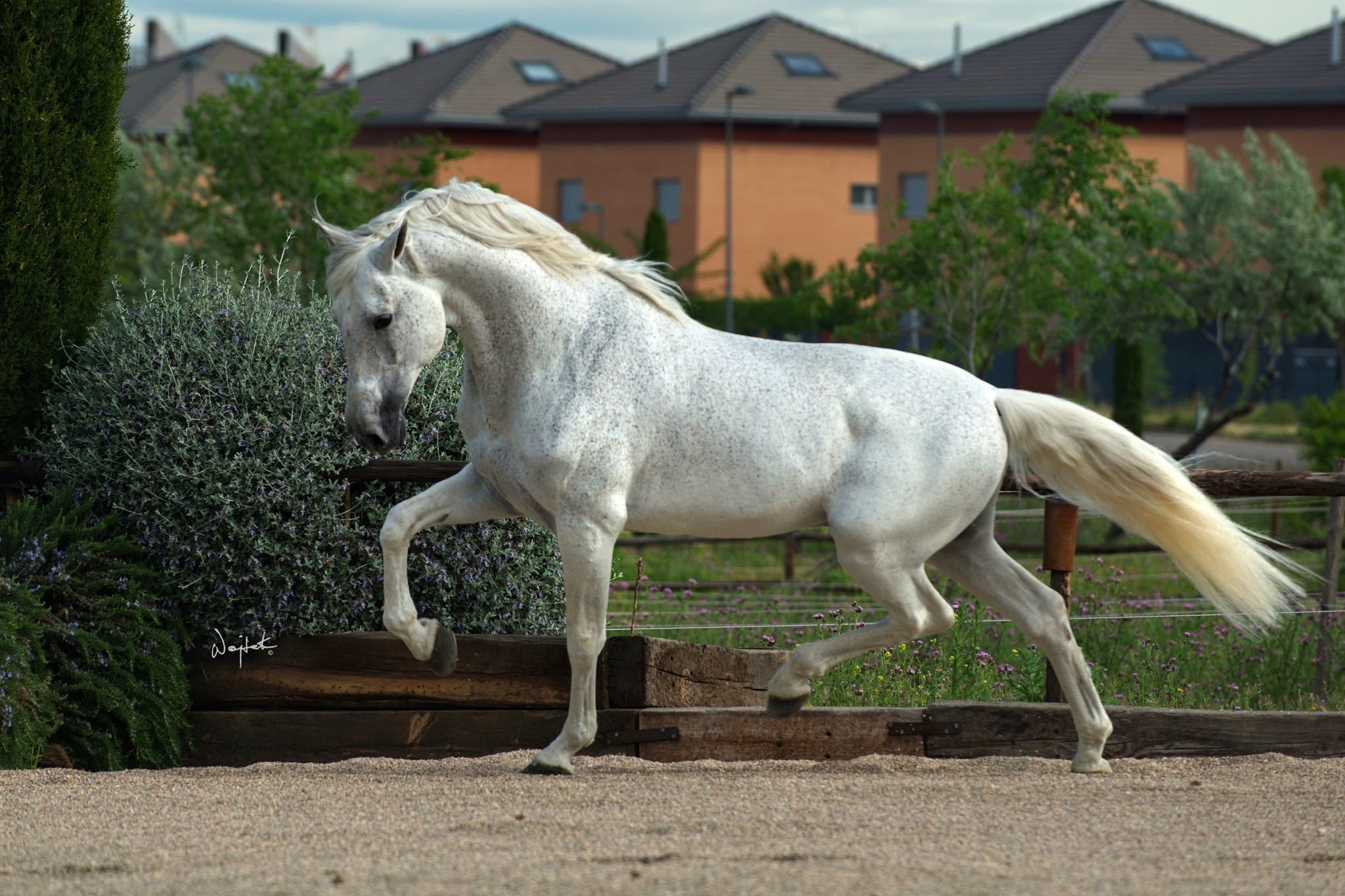 Resultado de imagen de Hermosos caballos