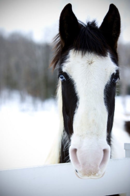 caballo pura sangre, pinto