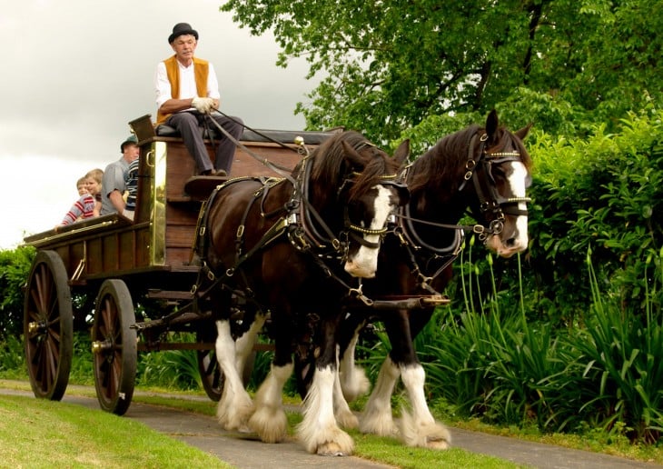 caballos pura sangre europeos Clydesdale