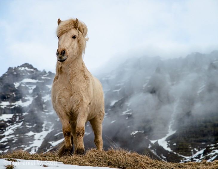 Icelandic horse