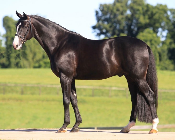 CABALLO PURA SANGRE DE Hanoverian