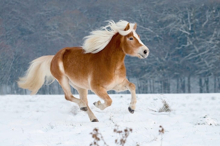 CABLLO DE RAZA Haflinger