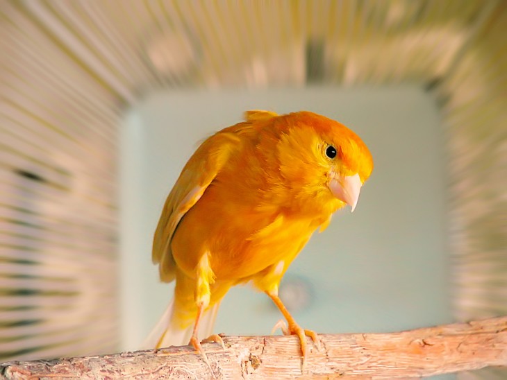 ftografía de canario naranja