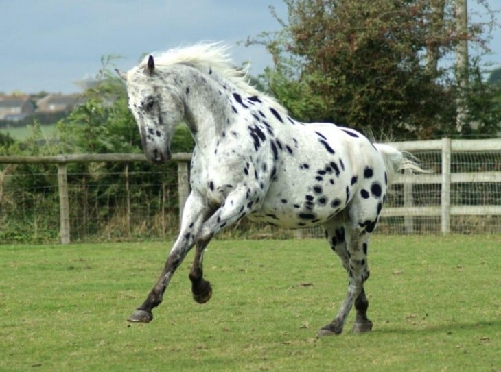 caballos de raza appaloosa