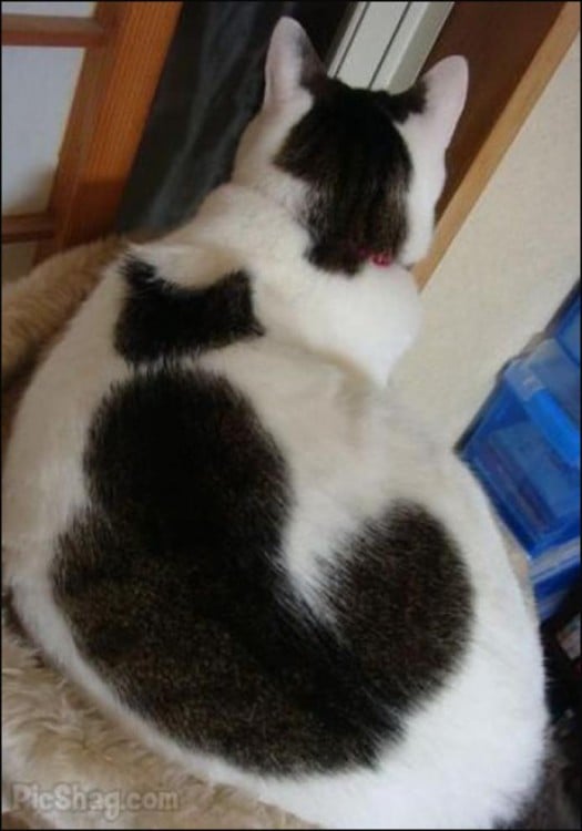 un gato con mancha en forma de gato