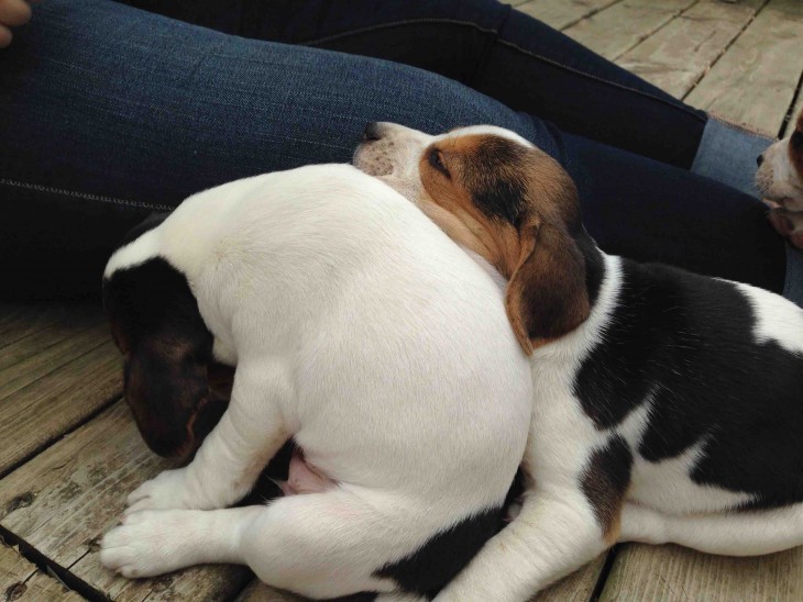 perritos dormidos juntos