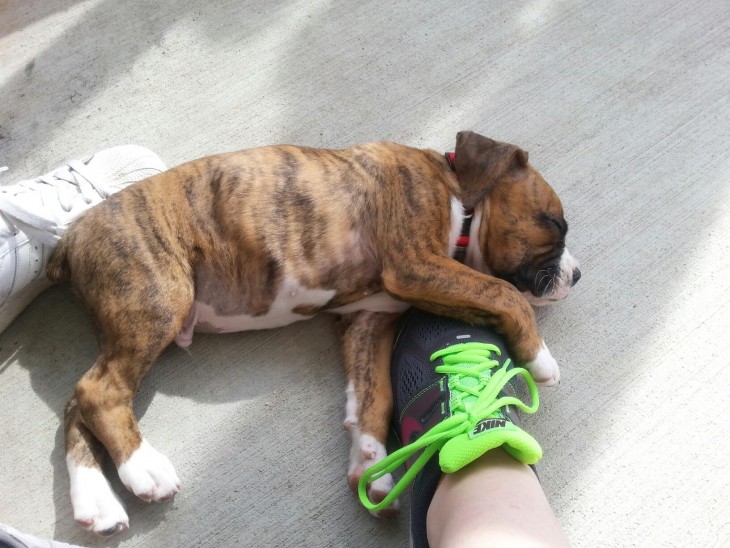 este perrito se quedo dormido después de un largo paseo por el parque