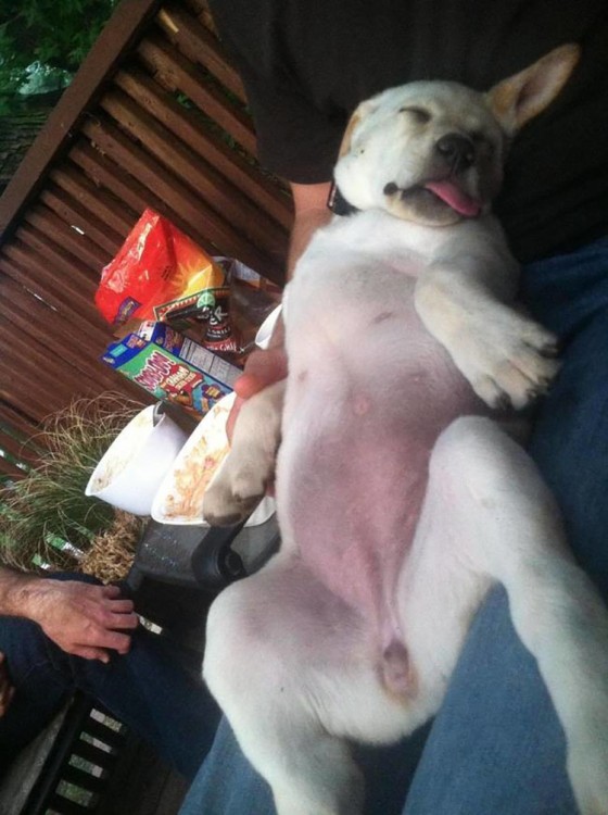 perrito cansado junto a las golosinas