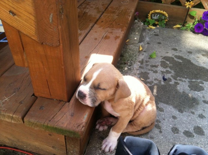 perrito dormido en la escquina de la puerta de la casa, ya no pudo subir las escalones