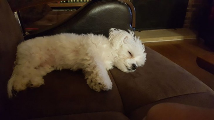 perrita dormida en la silla de su dueña