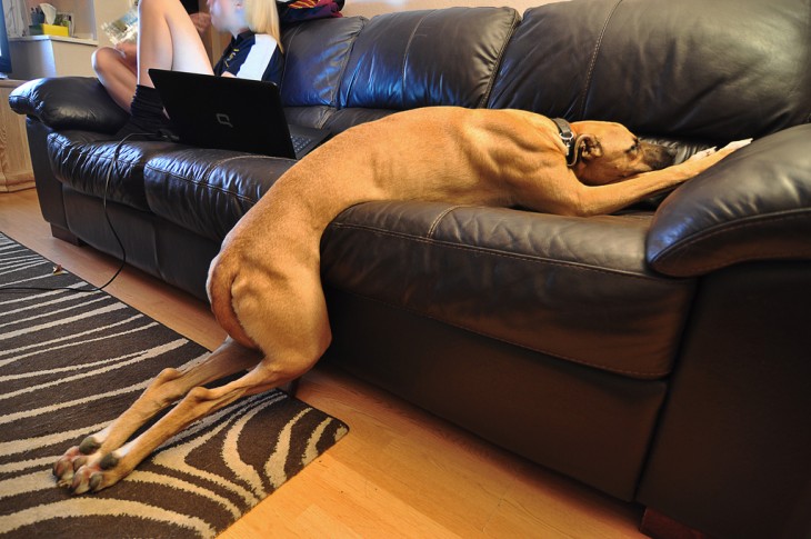 galgo que no alcanzo a subir al sillón antes de quedarse dormido