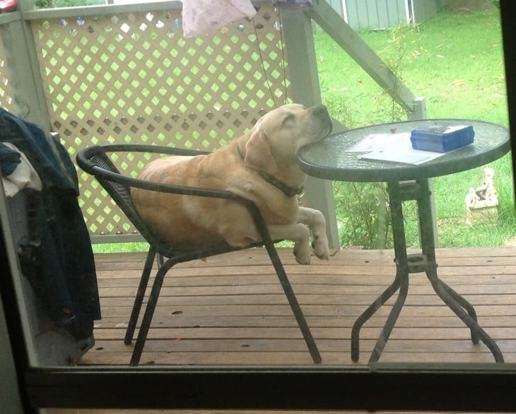 labrador dormido sobre la mesa de escanso del jardín