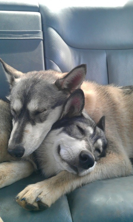 perritos husky dulcemente dormidos abrazados