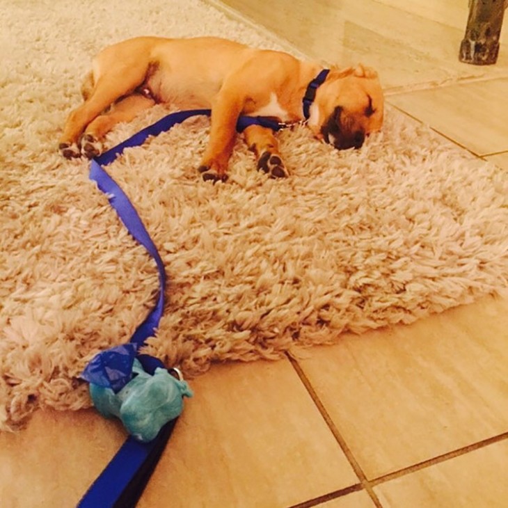 perrito dormido en la alfombra después de un largo paseo de caminata consu duerño