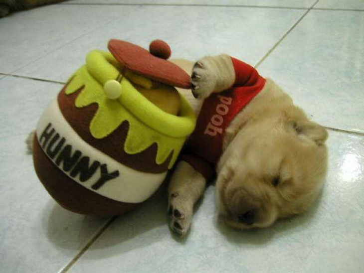 perrito disfrazado de winnie pooh