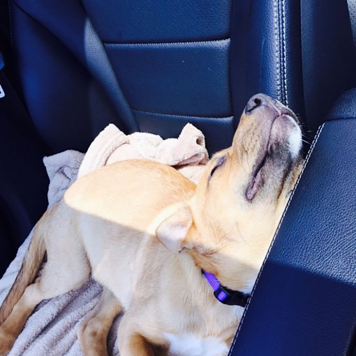 perrito con la posición de saludo al sol pero se quedó completamente dormido