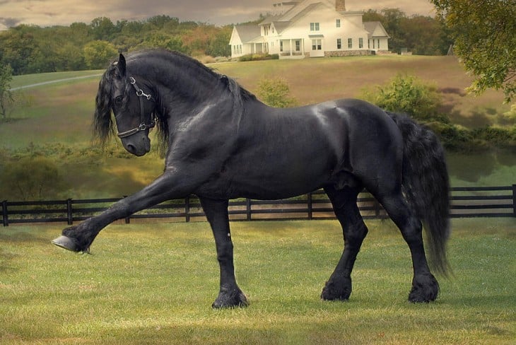  Friesian stallion caballo de raza pura diferentes razas de caballos más bellas