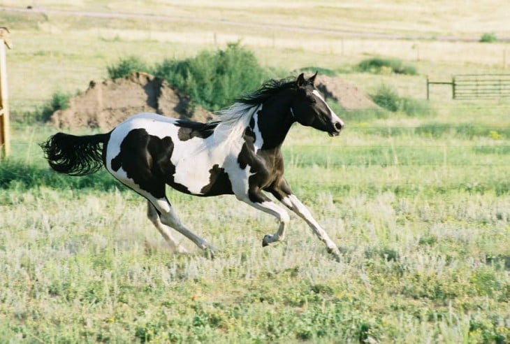 raza de caballo tobiano