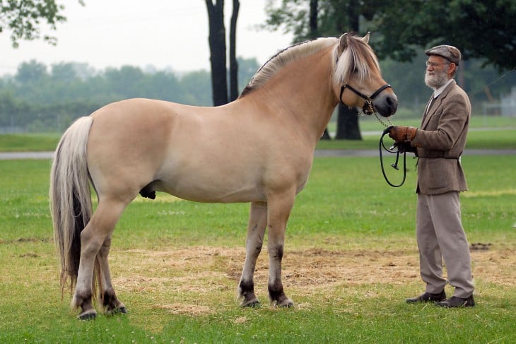 Norwegian fjord una raza pura de caballo