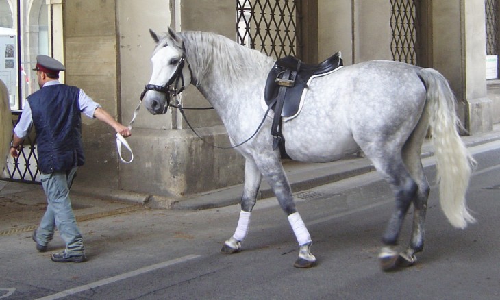 caballo de pura sangre