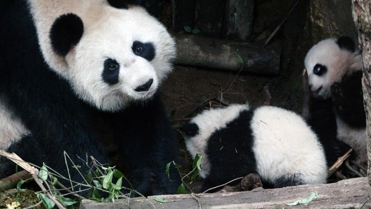 PANDA CON SUS PANDITAS