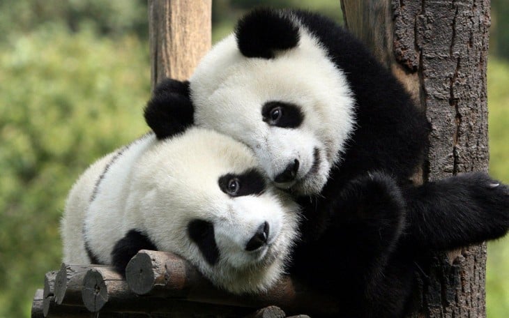 PANDAS ABRAZADOS