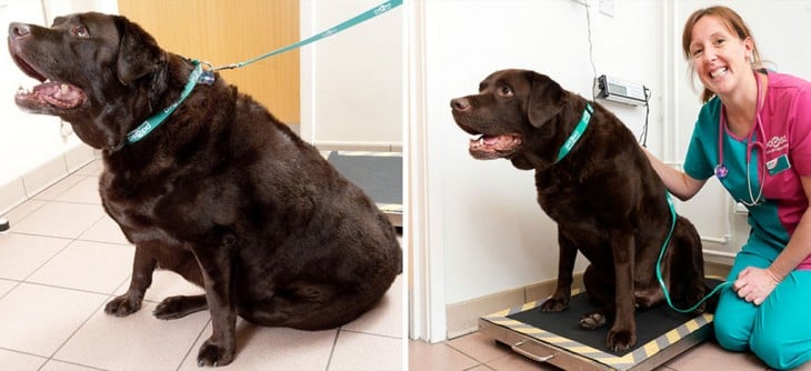 perro labrador que ya no esta más obeso