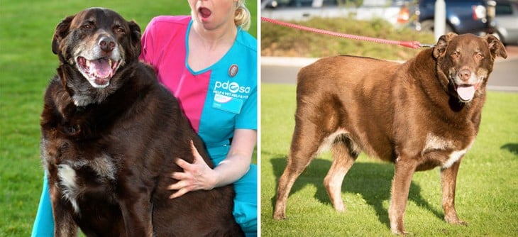 perrita que estaba extremadamente obesa ya se levanta por sí sola y corre